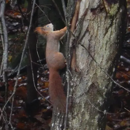 Haus Am Wald 슈타인도르프암오시아쳐시